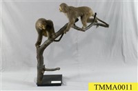 Formosan Rock-monkey Collection Image, Figure 7, Total 10 Figures